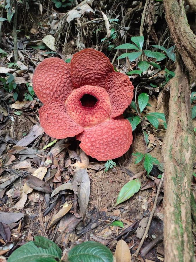 Umiyuki Jungle Tour Only Treking With As Hotel Bukit Lawang Exterior photo
