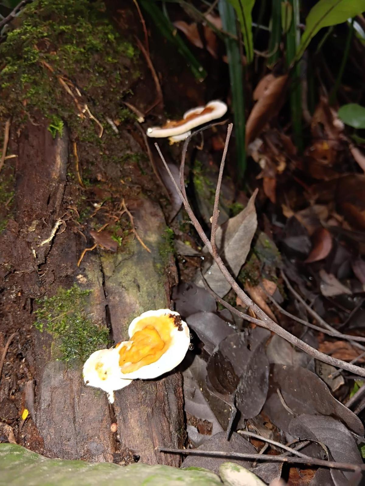 Umiyuki Jungle Tour Only Treking With As Hotel Bukit Lawang Exterior photo