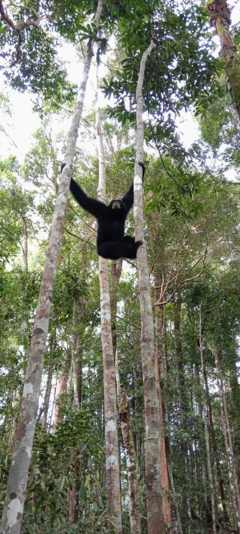 Umiyuki Jungle Tour Only Treking With As Hotel Bukit Lawang Exterior photo