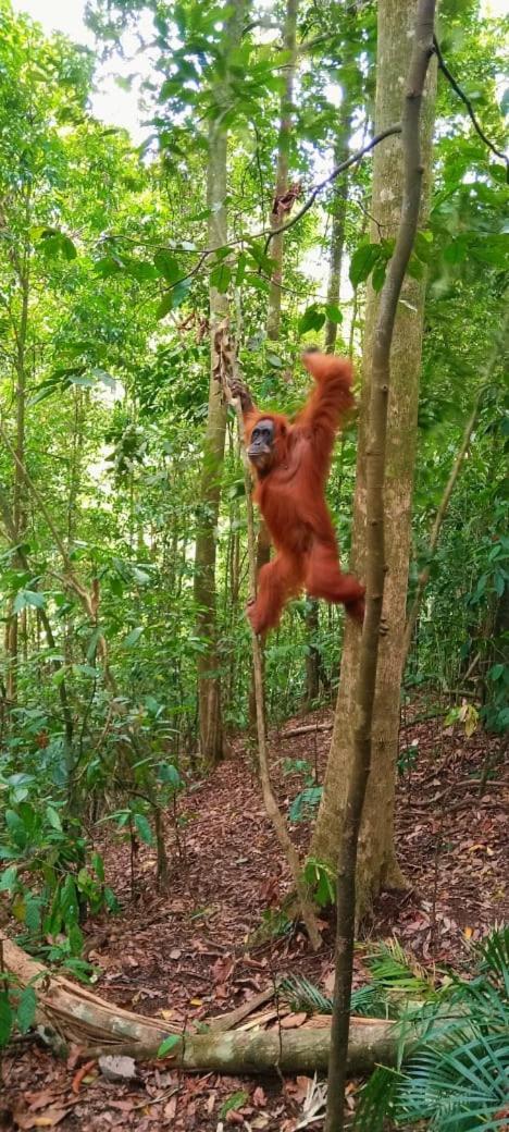 Umiyuki Jungle Tour Only Treking With As Hotel Bukit Lawang Exterior photo